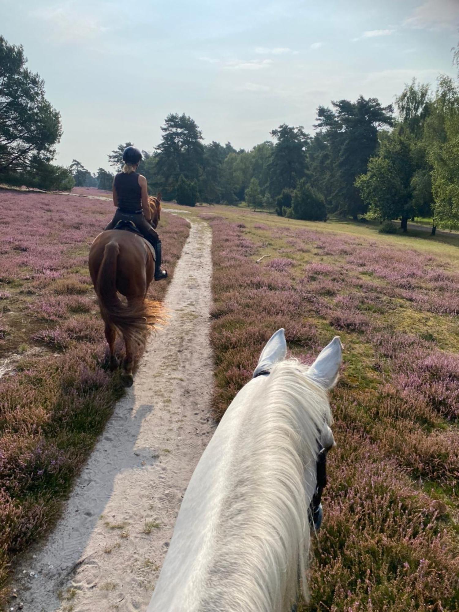 Heidegut Eschede Reitsportanlage Und Feriendorf المظهر الخارجي الصورة