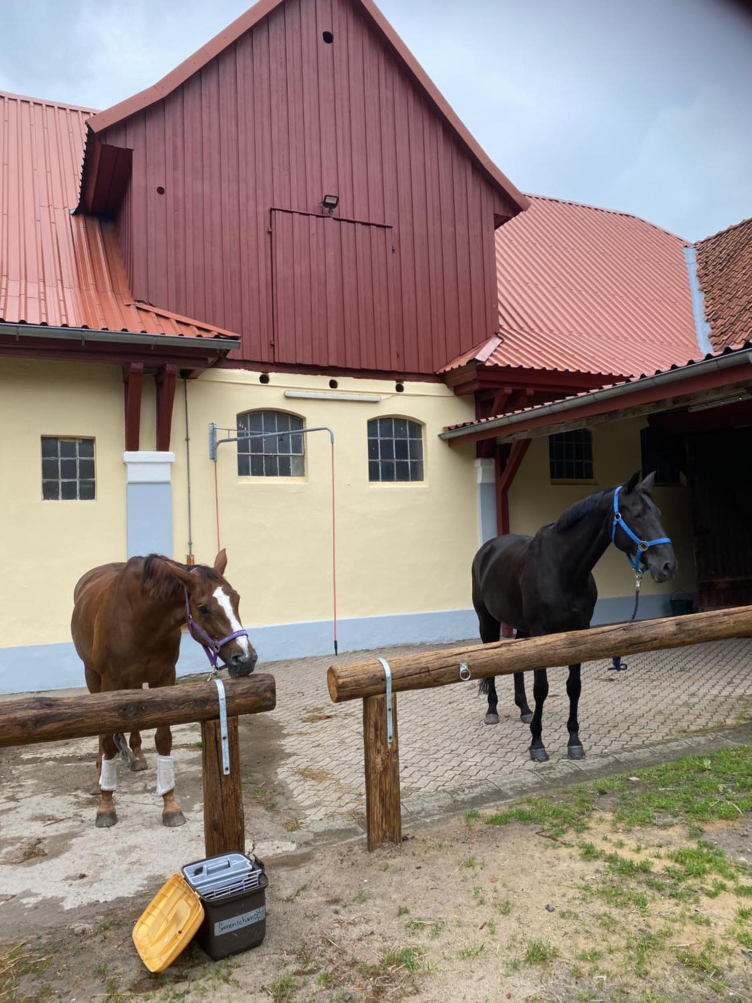 Heidegut Eschede Reitsportanlage Und Feriendorf المظهر الخارجي الصورة