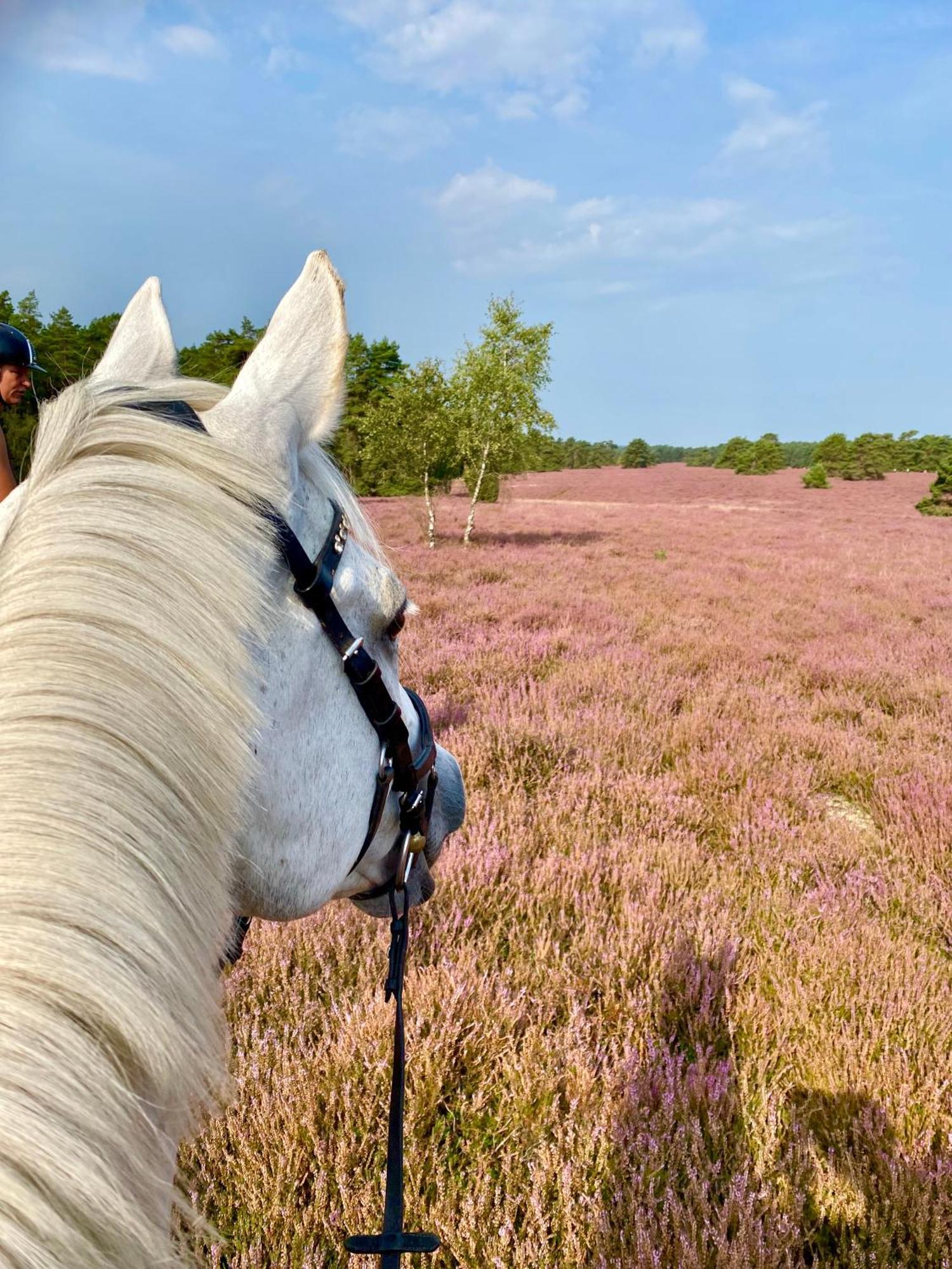 Heidegut Eschede Reitsportanlage Und Feriendorf المظهر الخارجي الصورة