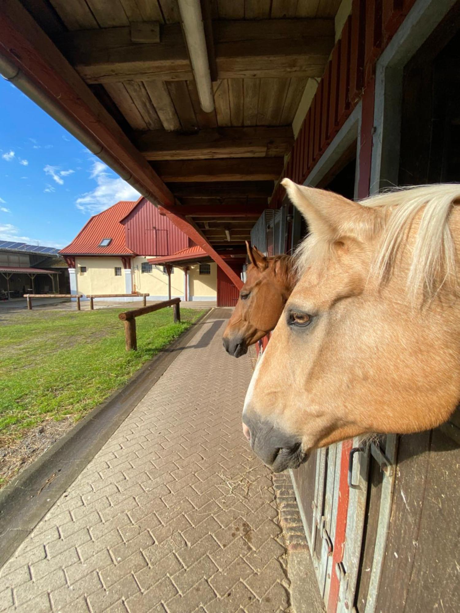 Heidegut Eschede Reitsportanlage Und Feriendorf المظهر الخارجي الصورة